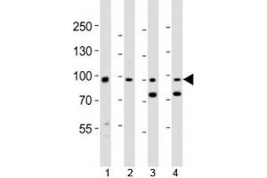 Western blot analysis of lysate from 1) human A431, 2) mouse NIH3T3 cell line, 3) mouse brain and 4) rat brain tissue lysate using Ephb1 antibody at 1:1000. (EPH Receptor B1 Antikörper  (AA 374-409))