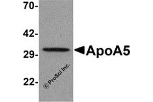 Western Blotting (WB) image for anti-Apolipoprotein A-V (APOA5) (C-Term) antibody (ABIN1030250) (APOA5 Antikörper  (C-Term))