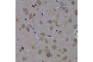 Immunohistochemistry of paraffin-embedded rat brain using POLR2L antibody (ABIN1874190) at dilution of 1:200 (40x lens). (POLR2L Antikörper)