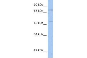 WB Suggested Anti-ISLR2 Antibody Titration:  0. (ISLR2 Antikörper  (N-Term))