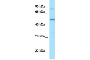 Host: Rabbit Target Name: Clk4 Antibody Dilution: 0. (CLK4 Antikörper  (N-Term))