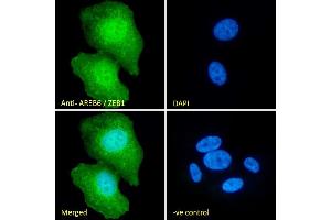 (ABIN335118) Immunofluorescence analysis of paraformaldehyde fixed U2OS cells, permeabilized with 0. (ZEB1 Antikörper  (Internal Region))