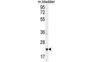 ASCL2 Antibody (N-term) western blot analysis in mouse bladder tissue lysates (35µg/lane). (ASCL2 Antikörper  (N-Term))