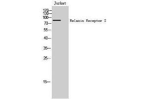 Western Blotting (WB) image for anti-Relaxin/insulin-Like Family Peptide Receptor 2 (RXFP2) (Internal Region) antibody (ABIN3186723) (RXFP2 Antikörper  (Internal Region))