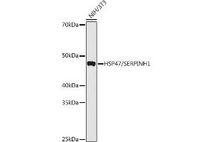 Western blot analysis of extracts of various cell lines, using HSP47/SERPINH1 antibody  at 1:1000 dilution. (SERPINH1 Antikörper)