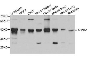 Western Blotting (WB) image for anti-ArsA Arsenite Transporter, ATP-Binding, Homolog 1 (ASNA1) (AA 1-348) antibody (ABIN6220342) (ASNA1 Antikörper  (AA 1-348))