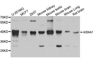 ASNA1 Antikörper  (AA 1-348)