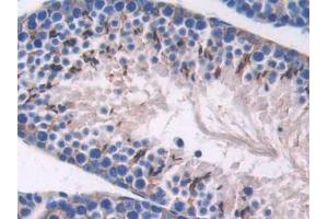IHC-P analysis of Mouse Testis Tissue, with DAB staining. (SPARC Antikörper  (AA 18-302))