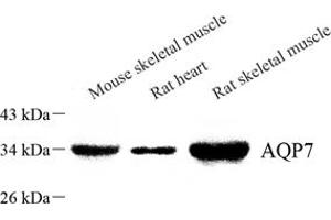 Western blot analysis of Aquaporin 7 (ABIN7073108) at dilution of 1: 800