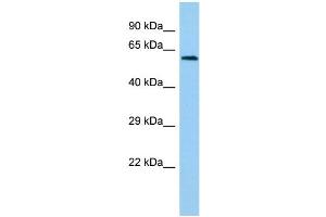 Host: Rabbit Target Name: LCTL Sample Type: Hela Whole Cell lysates Antibody Dilution: 1. (LCTL Antikörper  (N-Term))
