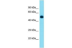 Host:  Rabbit  Target Name:  Tbx5  Sample Type:  Mouse Pancreas lysates  Antibody Dilution:  1. (T-Box 5 Antikörper  (N-Term))