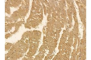 DRP1 Mouse Monoclonal Antibody at 1/100 staining rat heart tissue by IHC-P.