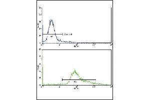 Flow cytometric analysis of hela cells using GMPS Antibody (bottom histogram) compared to a negative control cell (top histogram)FITC-conjugated goat-anti-rabbit secondary antibodies were used for the analysis. (GMP Synthase Antikörper  (AA 296-325))