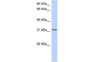 Western Blotting (WB) image for anti-Goosecoid Homeobox (GSC) antibody (ABIN2457934) (GSC Antikörper)