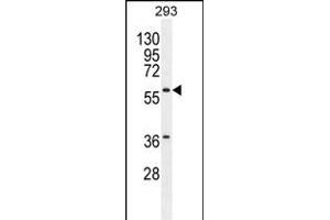 C Antibody (Center) (ABIN655404 and ABIN2844950) western blot analysis in 293 cell line lysates (35 μg/lane). (Carboxypeptidase A2 Antikörper  (AA 179-208))