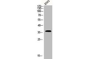 Western Blot analysis of K562 cells using CLP36 Polyclonal Antibody