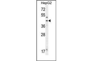 Western blot analysis of Fumarylacetoacetase Antibody (N-term) in HepG2 cell line lysates (35ug/lane). (FAH Antikörper  (N-Term))