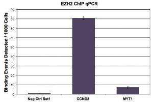 EZH2 antibody (pAb) tested by ChIP.