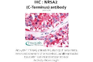 Image no. 1 for anti-Nuclear Receptor Subfamily 5, Group A, Member 2 (NR5A2) antibody (ABIN1737518) (NR5A2 + LRH1 Antikörper)
