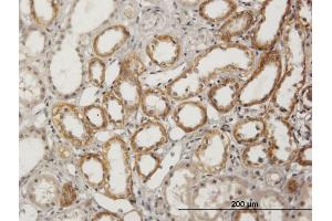 Immunoperoxidase of purified MaxPab antibody to BSND on formalin-fixed paraffin-embedded human kidney. (BSND Antikörper  (AA 1-320))