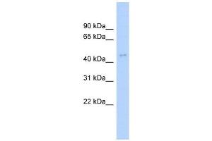 ACTL6A antibody used at 1 ug/ml to detect target protein.