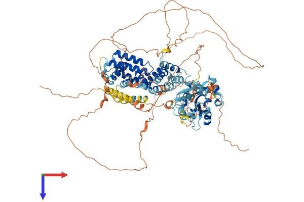 RIN2 Protein (AA 1-895) (His tag)