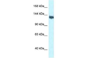 Western Blot showing BAG6 antibody used at a concentration of 1 ug/ml against MCF7 Cell Lysate (BAT3 Antikörper  (C-Term))