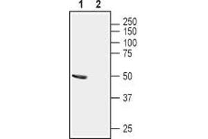 Western blot analysis of mouse brain lysates:1. (Stomatin (EPB72)-Like 1 (STOML1) Peptid)