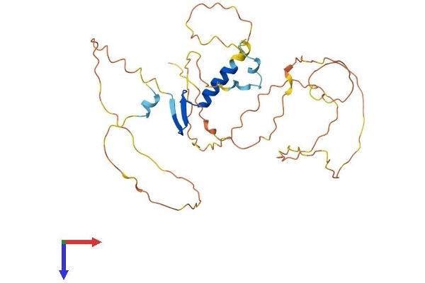 VGLL3 Protein (AA 1-326) (His tag)