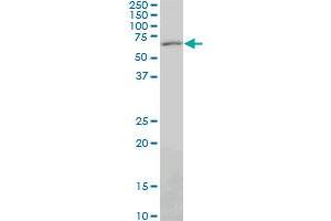PAX7 monoclonal antibody (M06), clone 3H1. (PAX7 Antikörper  (AA 411-520))