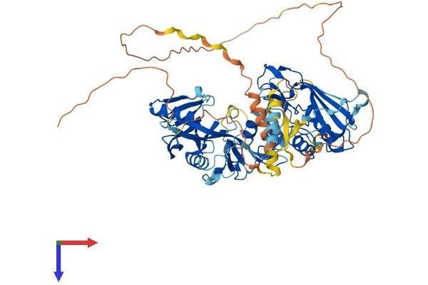 Deltex Homolog 1 Protein (AA 1-620) (His tag)