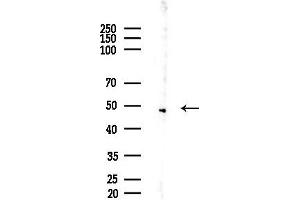 Western blot analysis of lysates from Rat brain, using ACO Antibody at 1/1000 dilution.