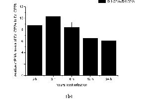 Control (Ct) image for anti-Actin, beta (ACTB) (AA 1-50) antibody (ABIN724340)