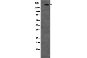 Western blot analysis of CENPF expression in Hela cell lysate,The lane on the left is treated with the antigen-specific peptide. (CENPF Antikörper  (C-Term))