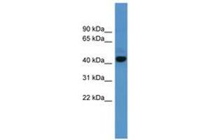 Image no. 1 for anti-Adenosine A1 Receptor (ADORA1) (C-Term) antibody (ABIN6746718) (ADORA1 Antikörper  (C-Term))