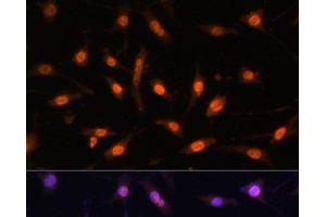 Immunofluorescence analysis of L929 cells using WT1 Polyclonal Antibody at dilution of 1:100. (WT1 Antikörper)