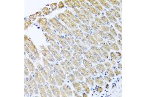 Immunohistochemistry of paraffin-embedded mouse stomach using GFER antibody at dilution of 1:100 (x40 lens). (GFER Antikörper)