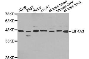 Western blot analysis of extracts of various cell lines, using EIF4A3 antibody. (EIF4A3 Antikörper  (AA 1-210))
