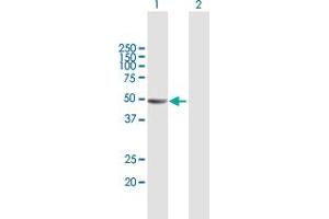 Western Blot analysis of KIAA1576 expression in transfected 293T cell line by KIAA1576 MaxPab polyclonal antibody.