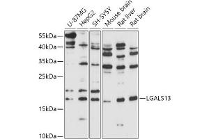 Western blot analysis of extracts of various cell lines, using LG antibody (ABIN7268198) at 1:1000 dilution.