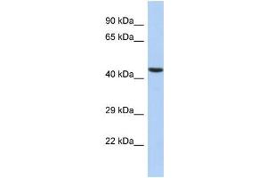 Host:  Rabbit  Target Name:  ILF2  Sample Type:  HepG2 Whole cell lysates  Antibody Dilution:  1. (ILF2 Antikörper  (N-Term))