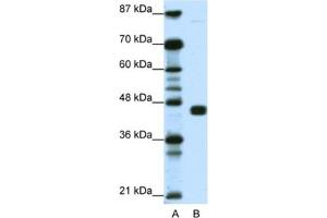 Western Blotting (WB) image for anti-Peroxisome Proliferator-Activated Receptor gamma (PPARG) antibody (ABIN2461870) (PPARG Antikörper)