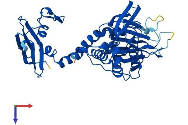 BBOX1 Protein (AA 1-387) (His tag)