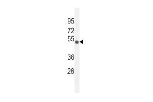 C Antibody (C-term) (ABIN654765 and ABIN2844446) western blot analysis in mouse Neuro-2a cell line lysates (35 μg/lane). (CO027 (AA 503-531), (C-Term) Antikörper)