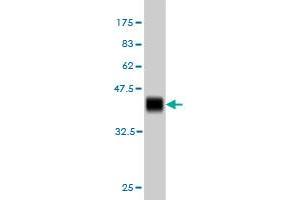 Western Blot detection against Immunogen (37. (ZNF41 Antikörper  (AA 221-321))