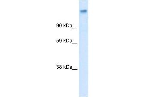 Western Blotting (WB) image for anti-Calcium Channel, Voltage-Dependent, alpha 2/delta Subunit 1 (CACNA2D1) (Middle Region) antibody (ABIN2776091)