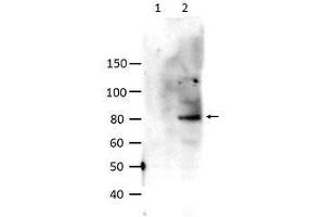 Western Blot of Rabbit anti-STAT6 pY641 antibody. (STAT6 Antikörper  (Internal Region, pTyr641))