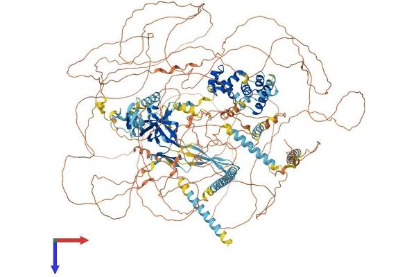 RERE Protein (AA 1-1566) (His tag)