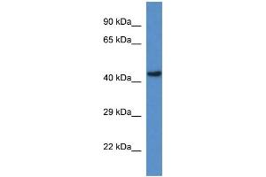 WB Suggested Anti-Gcdh Antibody   Titration: 1. (GCDH Antikörper  (C-Term))