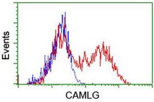 HEK293T cells transfected with either RC218292 overexpress plasmid (Red) or empty vector control plasmid (Blue) were immunostained by anti-CAMLG antibody (ABIN2455605), and then analyzed by flow cytometry. (CAMLG Antikörper)
